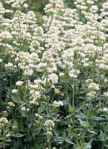 Centranthus White Valerian