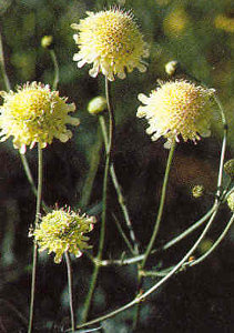 Giant Tartar Cephalaria giantea tatarica