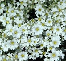 Snow in Summer Cerastium tomentosaum