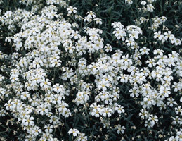 Deep Snow on the Mountain Cerastium beibersteinii