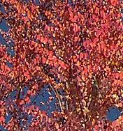 cercidiphyllum japonicum katsura brown sugar tree fall color leaves