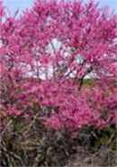 Cercis siliquastrum Judas Tree