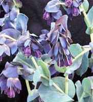 Honeywort Cerinthe major purpurescens Annual flower