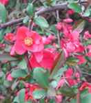 Chanomeles speciosa Texas Scarlet Quince