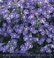 Chaenorrhinum origanifolium Blue Eyed Babies perennial flower