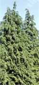 chamaecyparis lawson cypress seed plant