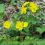 Cheliodonium majus Celandine Poppy