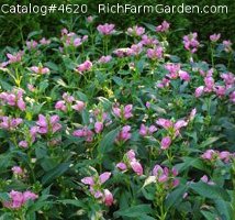 Chelone lyonii Hot Lips