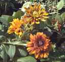 CHEROKEE SUNSET Rudbeckia hirta