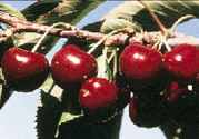 lapins cherry tree