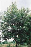 serotina
        cherry tree