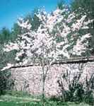 higan
        weeping cherry tree