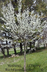 yoshino
        cherry tree