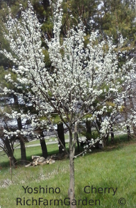 yoshino
        cherry tree