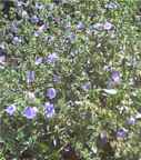 Wild Chicory