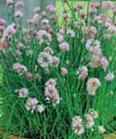 garlic chives allium tuberosum herb plant seed