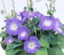 ipomoea purpurea clarks blue