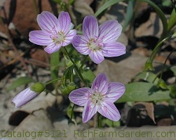 Claytonia virginica Spring Beauty