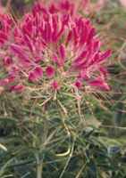 Cherry Cleome hasslerana Annual flower