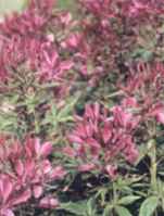 Violet Cleome