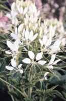 White Cleome