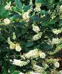 clethra alnifolia