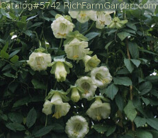 Alba Cobaea scandens White Cup and Saucer Vine