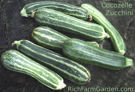 Cocozelle Zucchini Summer Squash Marrow di Napoli