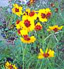 Tinctoria Coreopsis
        tinctoria Perennial flower