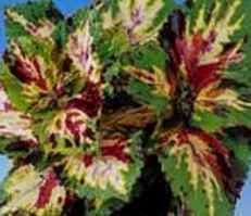 Giant Rainbow Coleus hybridus Annual flower