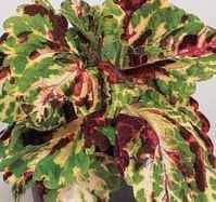 Kong Mosaic Coleus hybridus Annual flower
