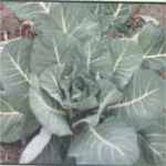 Southern collards