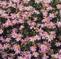 American Dreams Coreopsis
        rosea