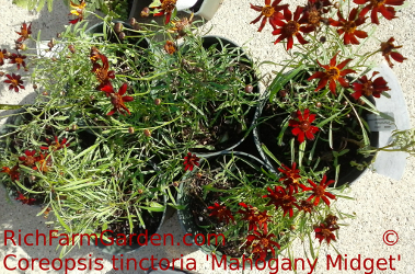 Coreopsis tinctoria Mahogany Midget