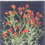 Red Plains Coreopsis tinctoria
        annual flower