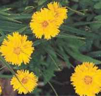 Sunray Coreopsis tinctoria
        Perennial flower