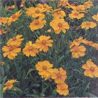 Tickseed Coreopsis laceolata
        Perennial flower