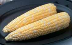 Ambrosia bi-color sweet corn