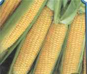 Illini Extra Sweet corn