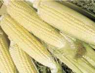 Kandy Korn yellow sweet corn
        sugary enhanced