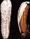 Pod corn