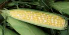 Seneca Arrowhead corn