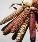 Seneca Mini ornamental corn