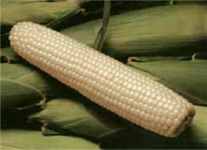 Silver Queen corn