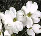 Snow White Dogwood Cornus florida Cherokee Princess tree