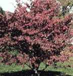 White Flowering Dogwood Cornus florida tree