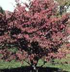 thumbnail interactive-video image 1 of White Flowering Dogwood Seeds – Cornus Florida, Hardy Fall Color Tree For Spring & Summer Show 1 of 5