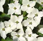 Japanese Flowering Dogwood Cornus kousa Chinese Dogwood tree