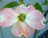 Red Flowering Dogwood tree Cornus florida rubra