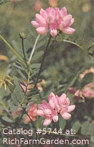 Coronilla varia Crown Vetch